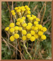 immortelle/everlasting