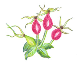 rose hips, rosa mosqueta